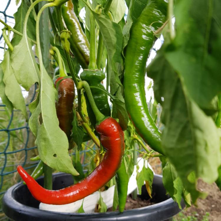 Plant image Capsicum Annuum 'Medina'
