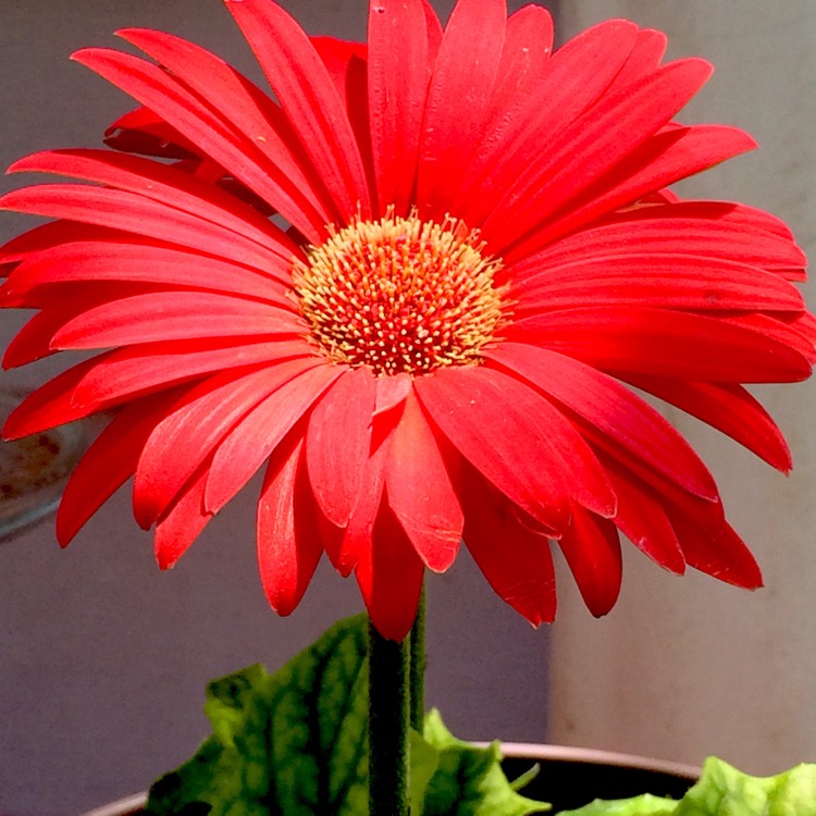 plant image 406414