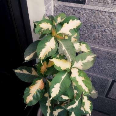 Graptophyllum Pictum