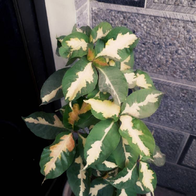 Plant image Graptophyllum Pictum