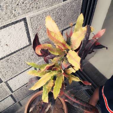 Codiaeum variegatum