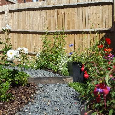 Arseington's garden