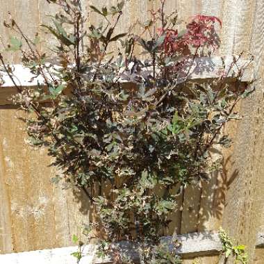 Japanese Maple 'Skeeter's Broom'