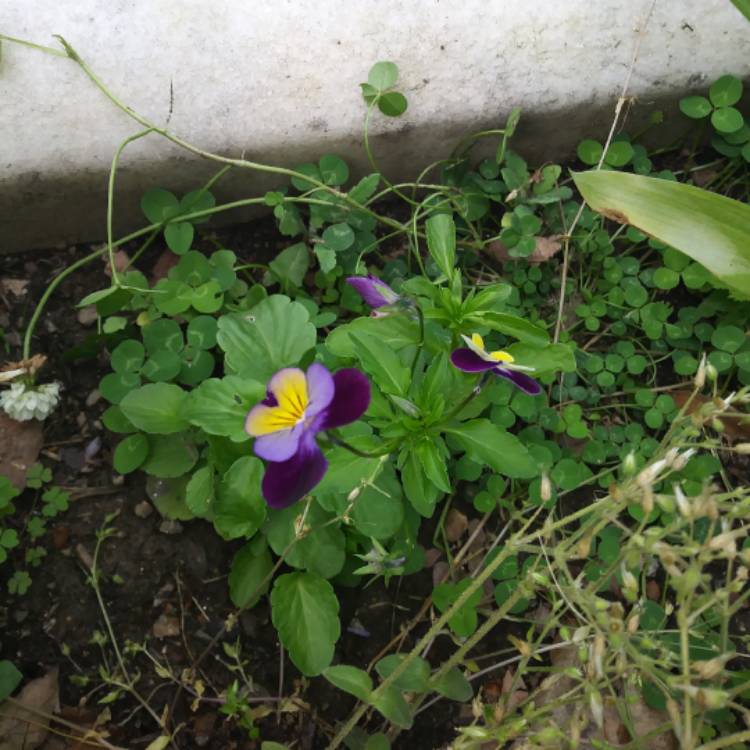 Plant image Viola tricolor 'Heartsease Yellow'