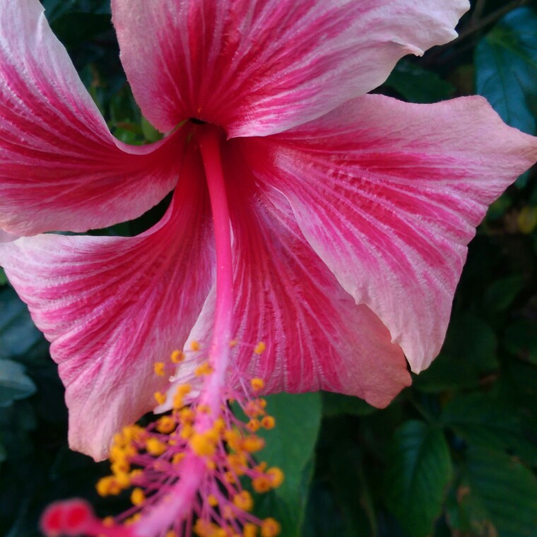 Plant image Hibiscus rosa-sinensis 'Painted Lady'