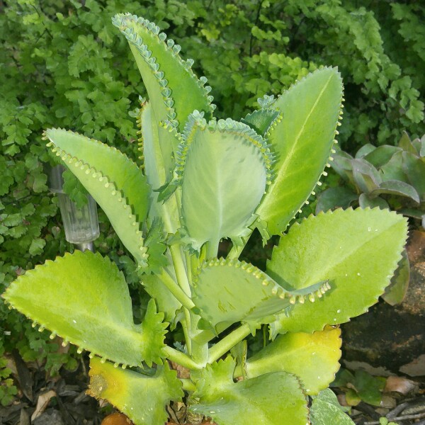 Plant image Kalanchoe Houghtonii