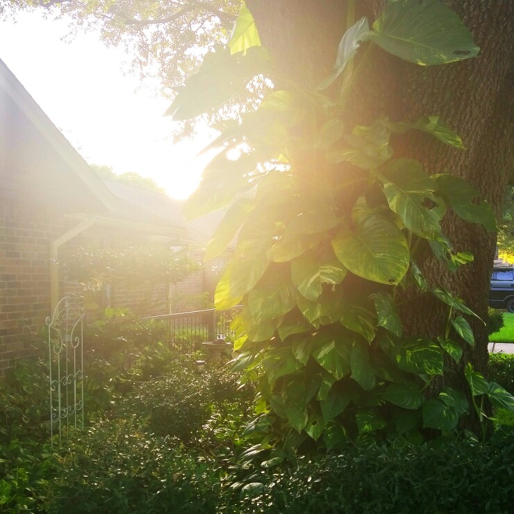 Epipremnum aureum (Devil's Ivy)