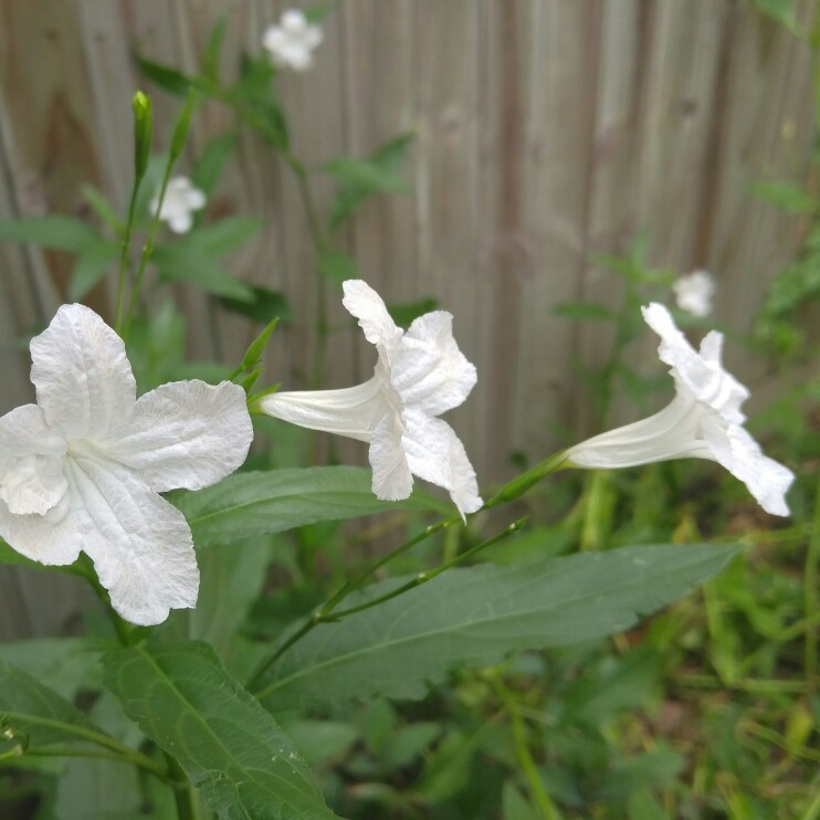 White Katie Ruellia