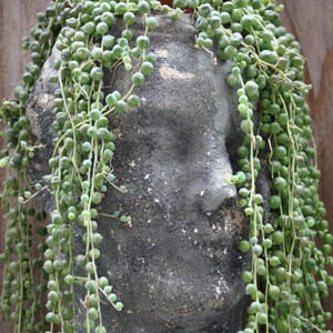 String of Pearls