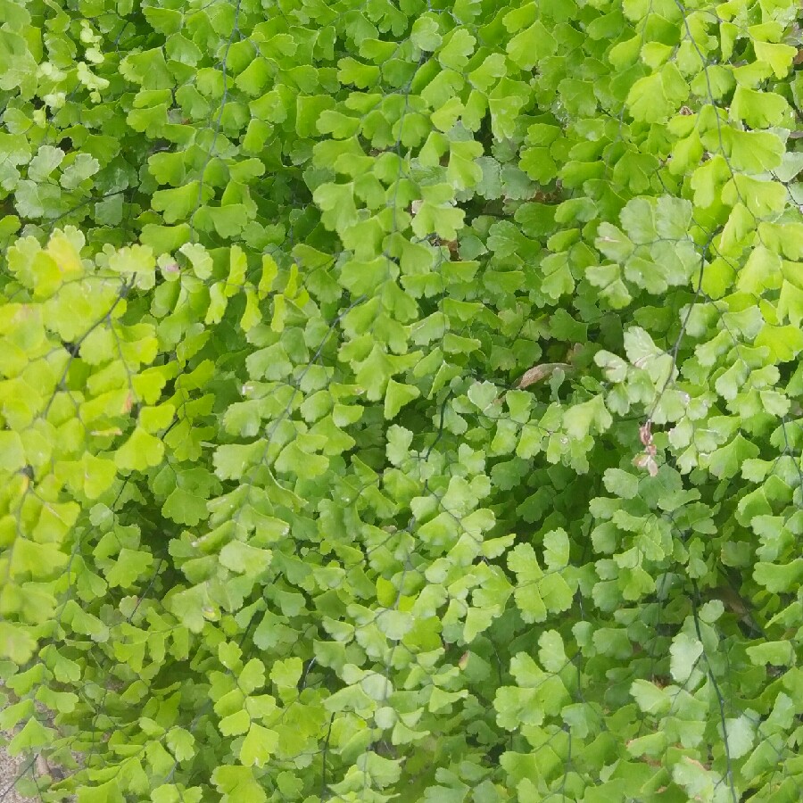 Maidenhair fern