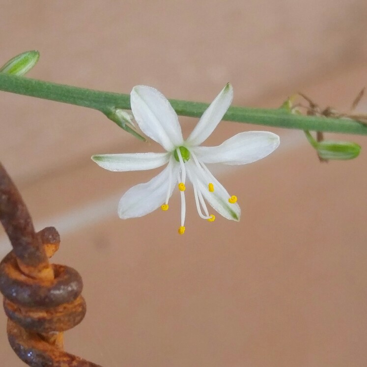 Spider Plant 'Vittatum'