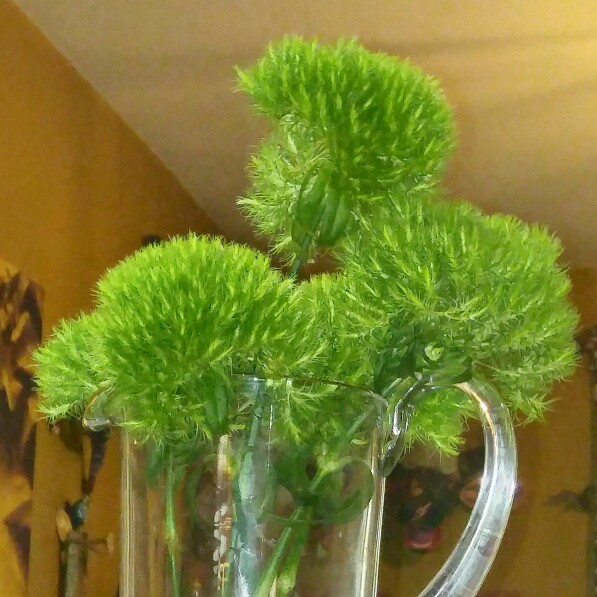 plant image 151912