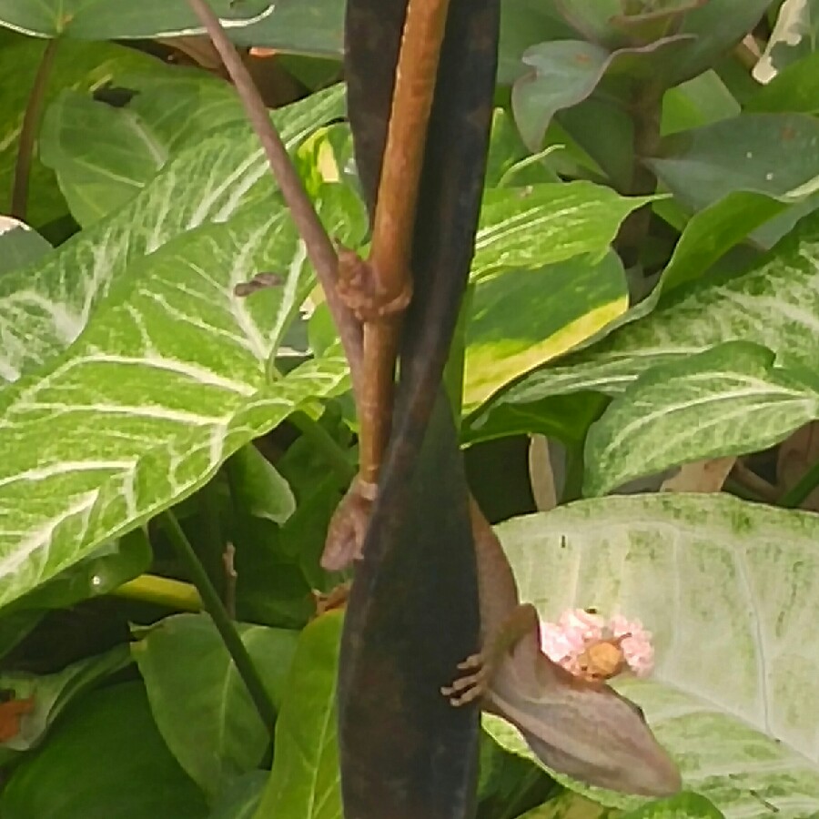Brenda's garden