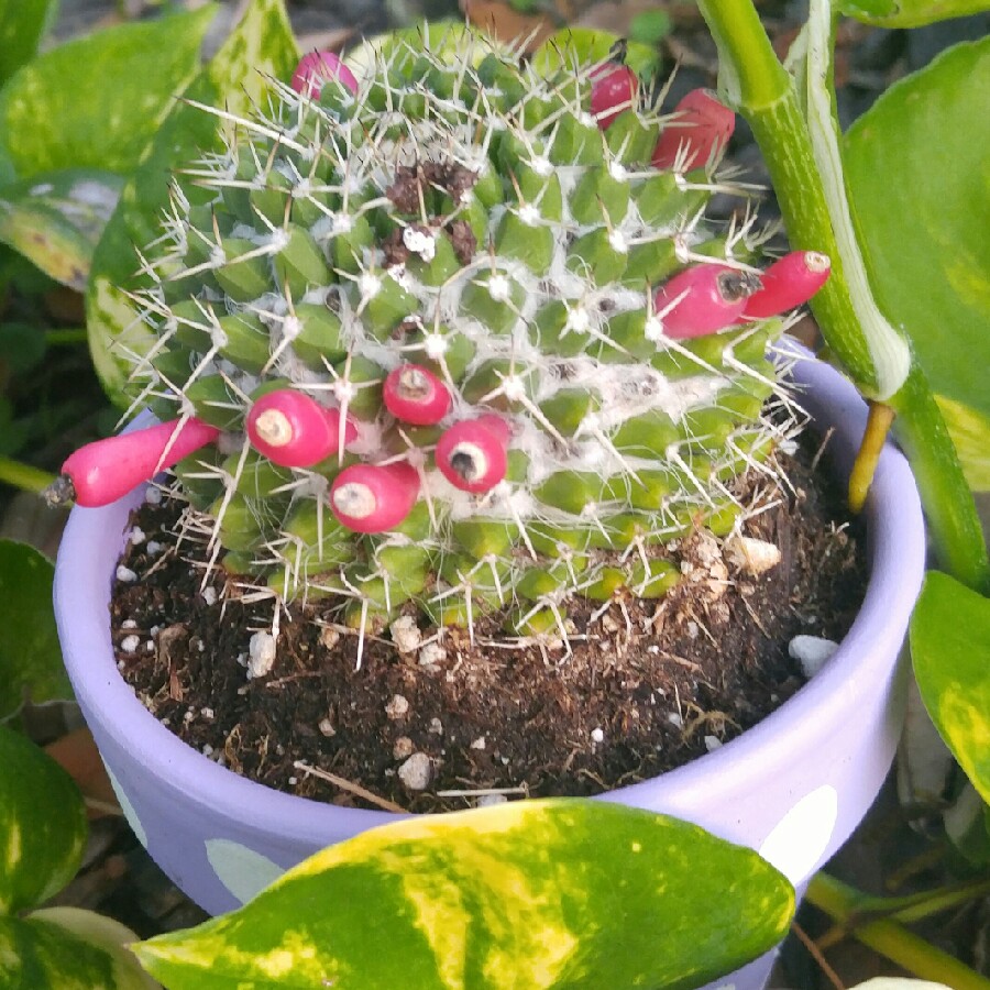 Brenda's garden