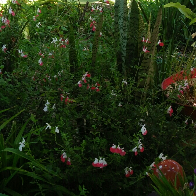 plant image 246952