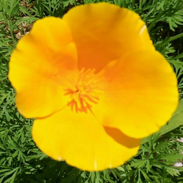 Plant image Eschscholzia californica 'Golden West'