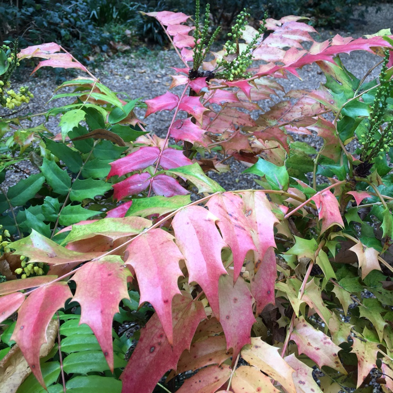 Oregon Grape