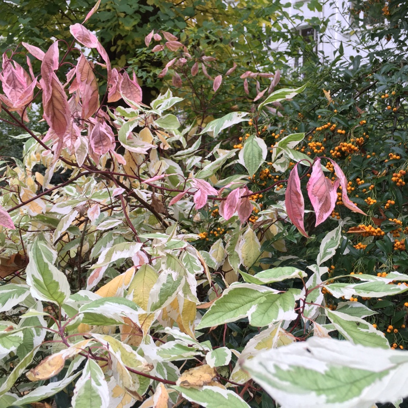 Caroline's garden