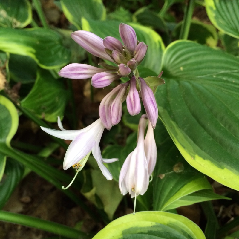 Plant image Hosta 'Samurai'