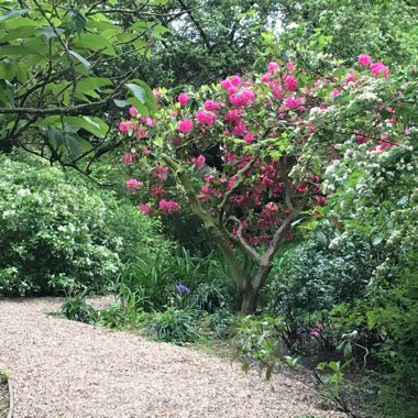 Caroline's garden
