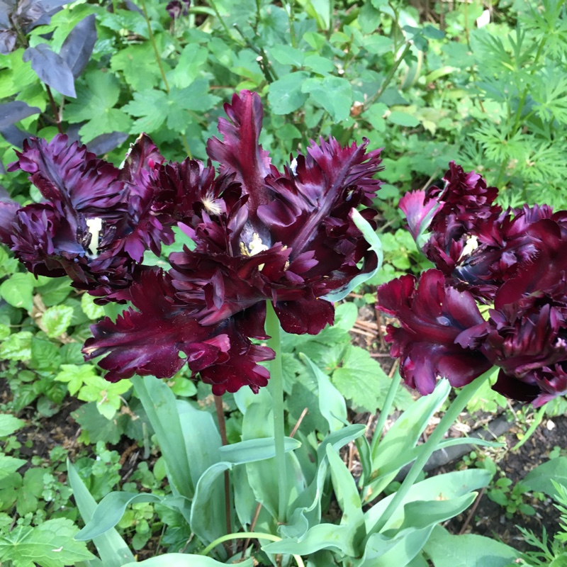 Tulip