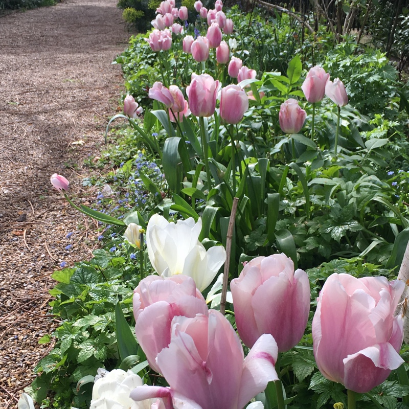 Caroline's garden