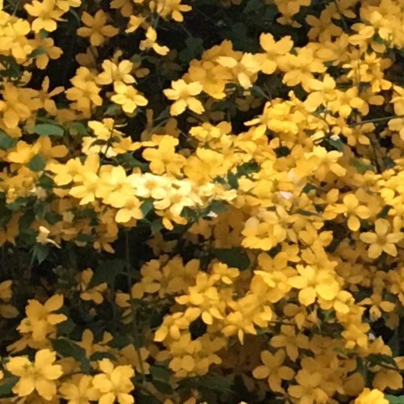 Caroline's garden