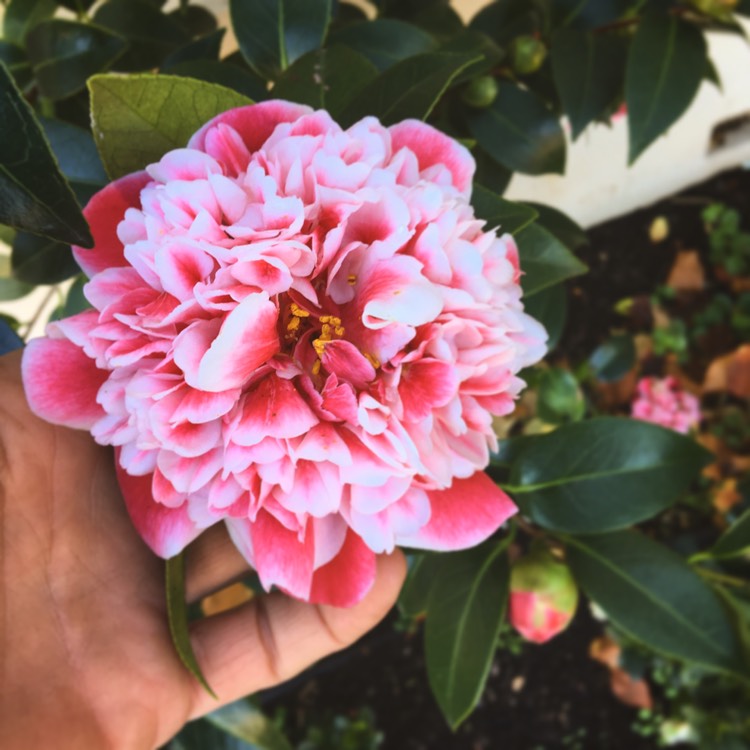 Plant image Camellia japonica 'Volunteer'