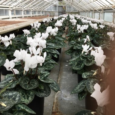 Cyclamen (Hardy)