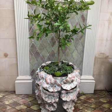 Lemon Tree