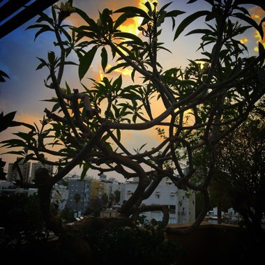Frangipani