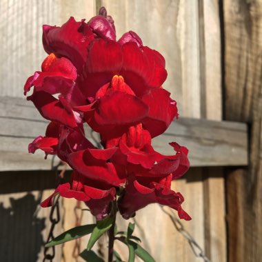 Snapdragon