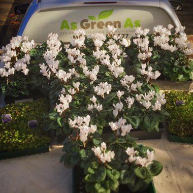 Florist's Cyclamen 'Halios Pure White'