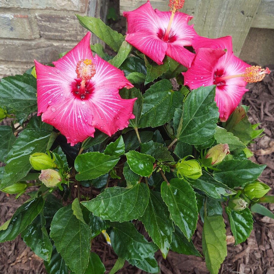 Painted Lady Hibiscus