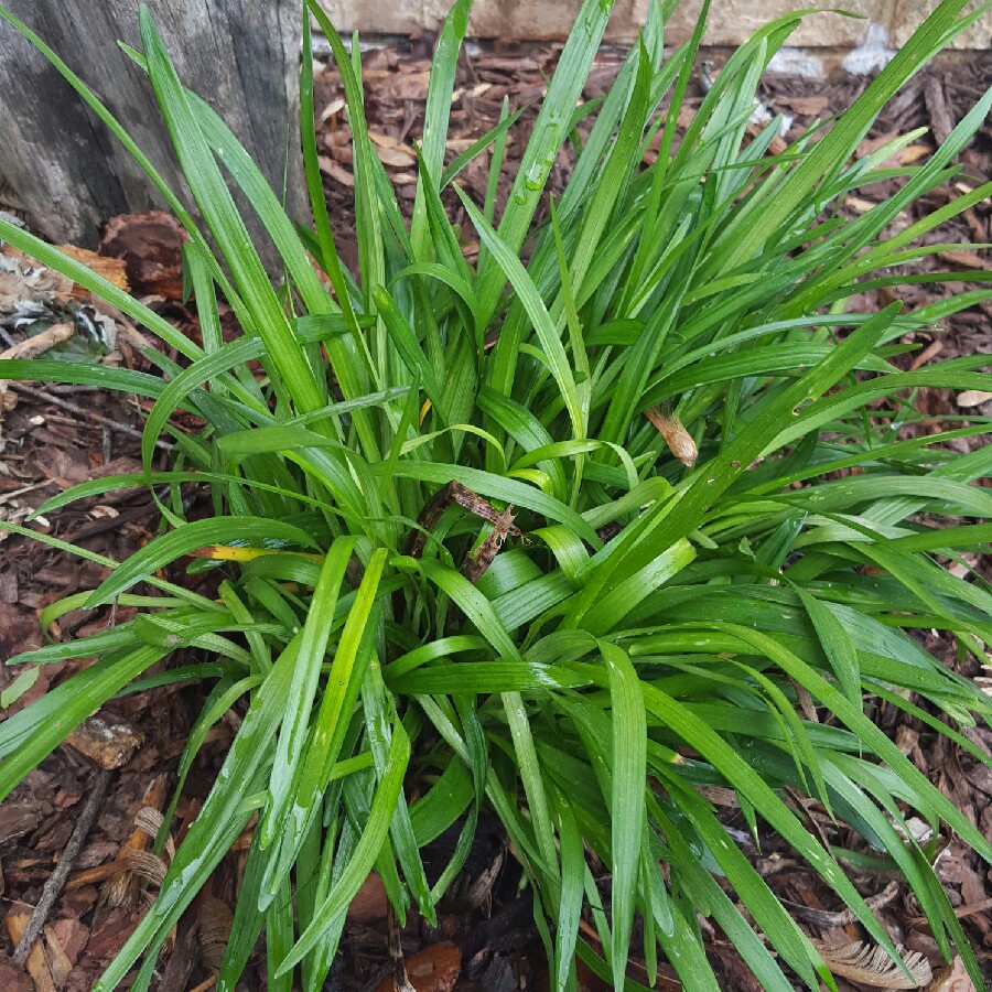 Lilyturf 'Royal Purple'