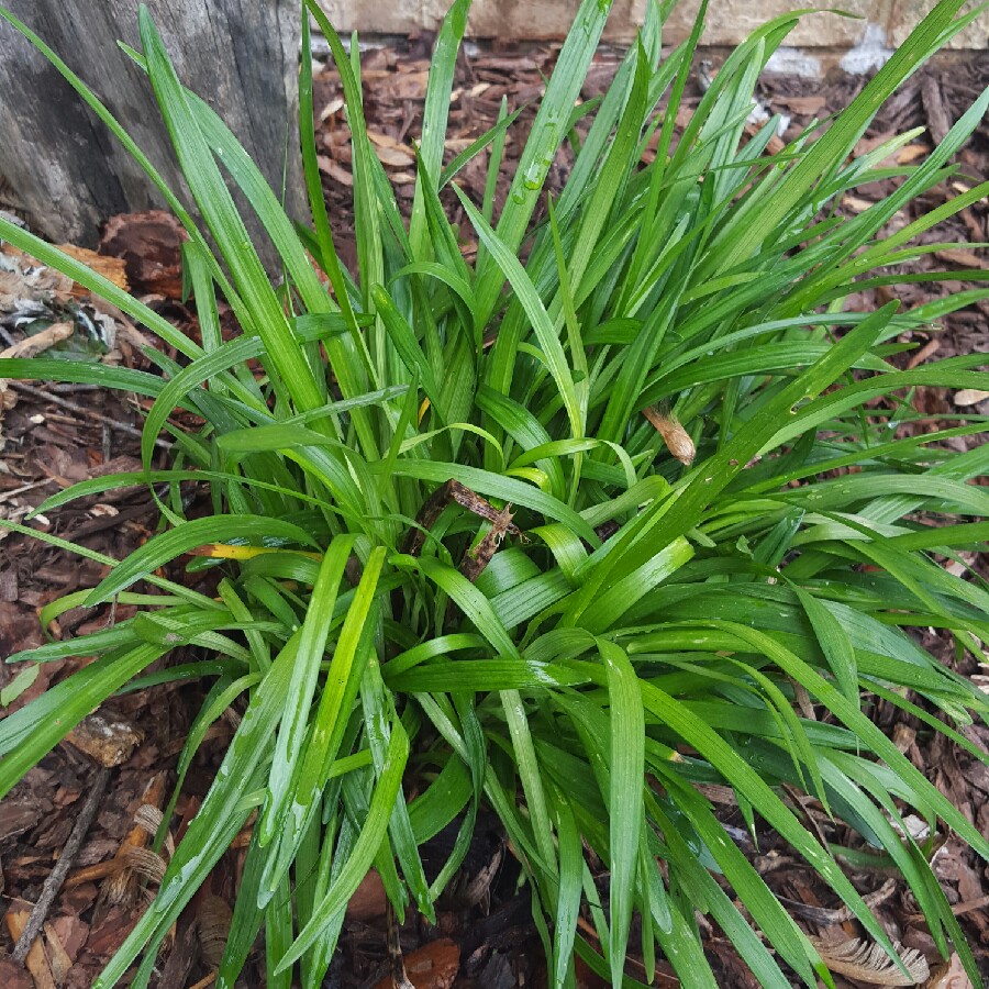 Liriope muscari 'Royal Purple', Lilyturf 'Royal Purple' - uploaded by ...