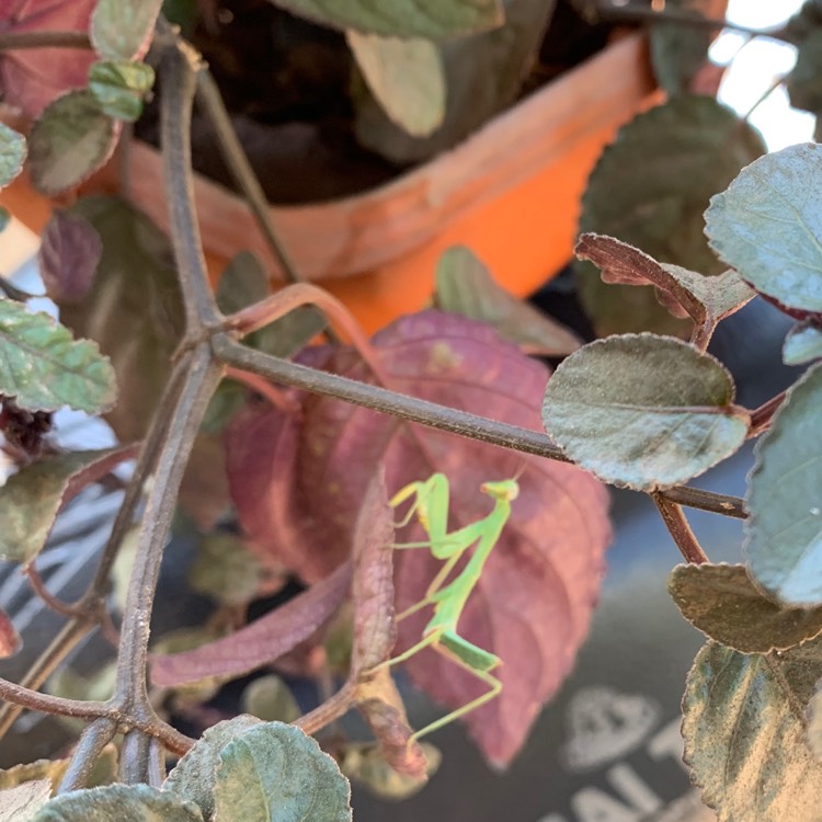 Plant image Loropetalum chinense var. rubrum 'Fire Dance'