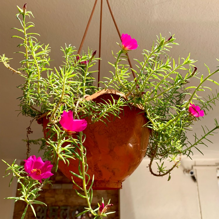 plant image 1010992