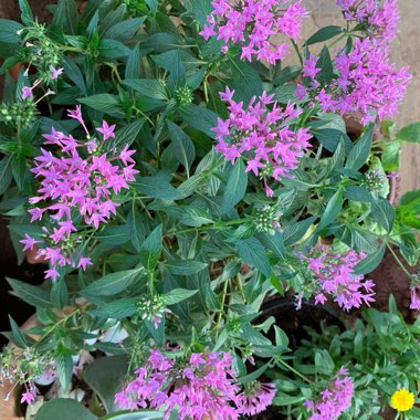 Pentas