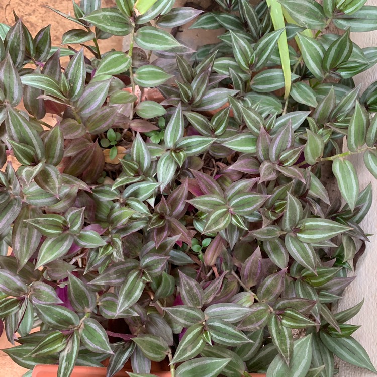 plant image 994744