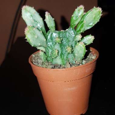 Ashleigh's garden
