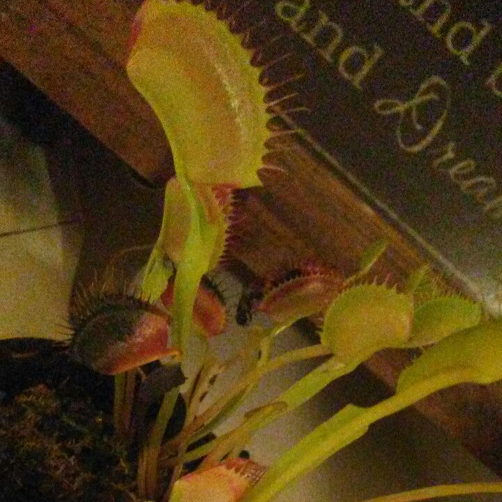 Venus Fly Trap
