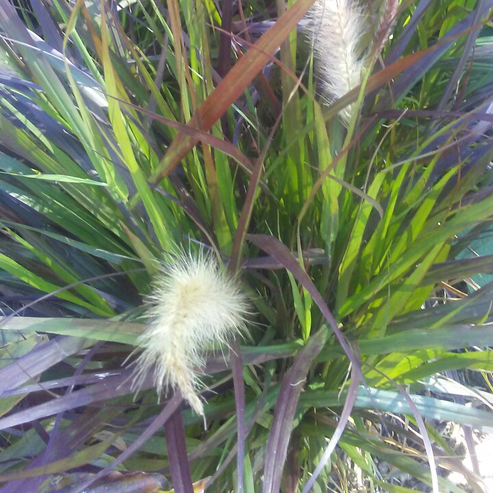 Plant image Pennisetum alopecuroides 'Weserbergland'