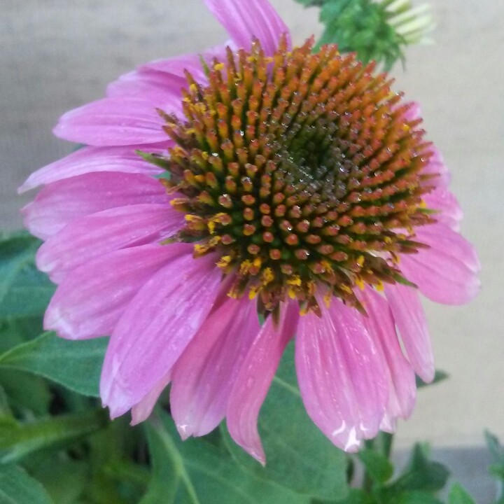 Coneflower (Echinacea)