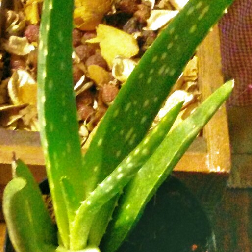 Aloe