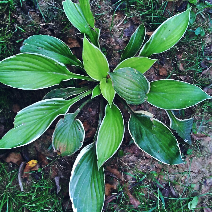 Plantain Lily (Species) Curled Plantain Lily