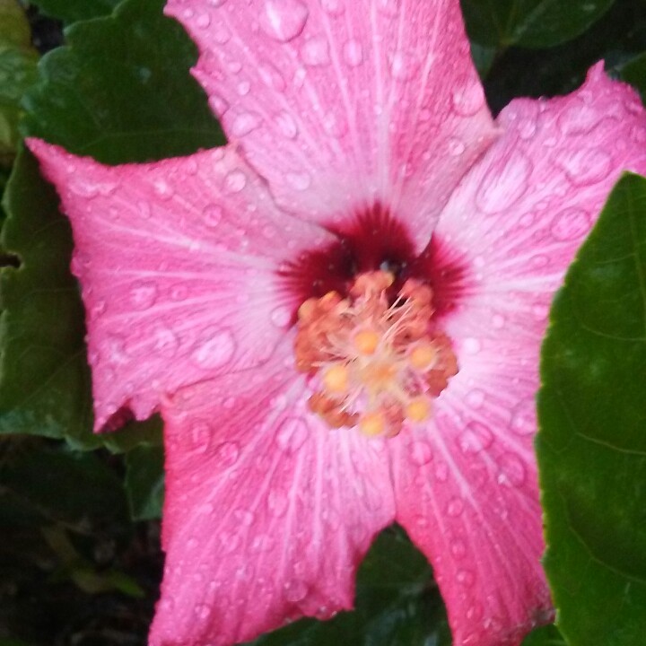 Rose Mallow