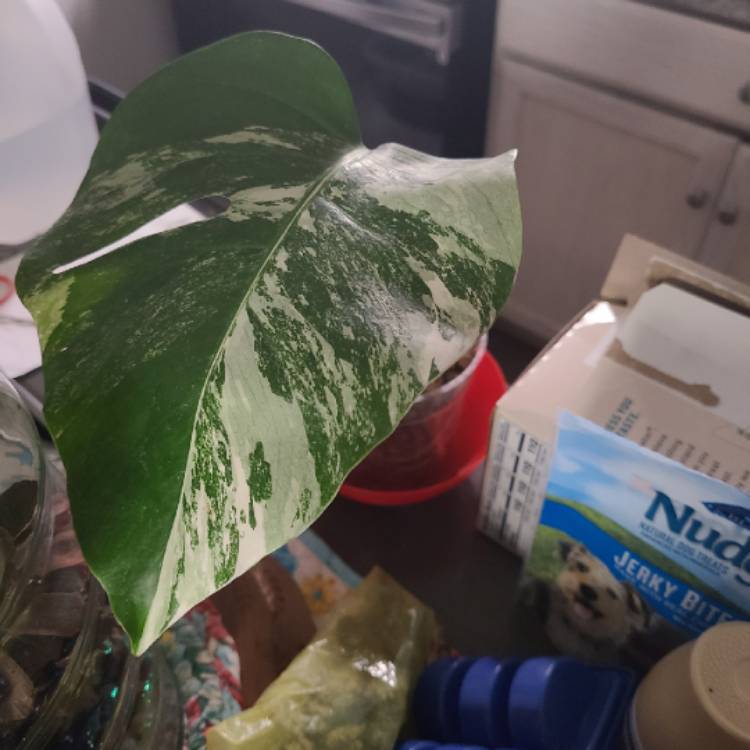 Plant image Monstera deliciosa 'Borsigiana'  syn. Monstera borsigiana