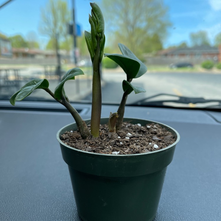 Plant image Zamioculcas zamiifolia 'Zenzi'