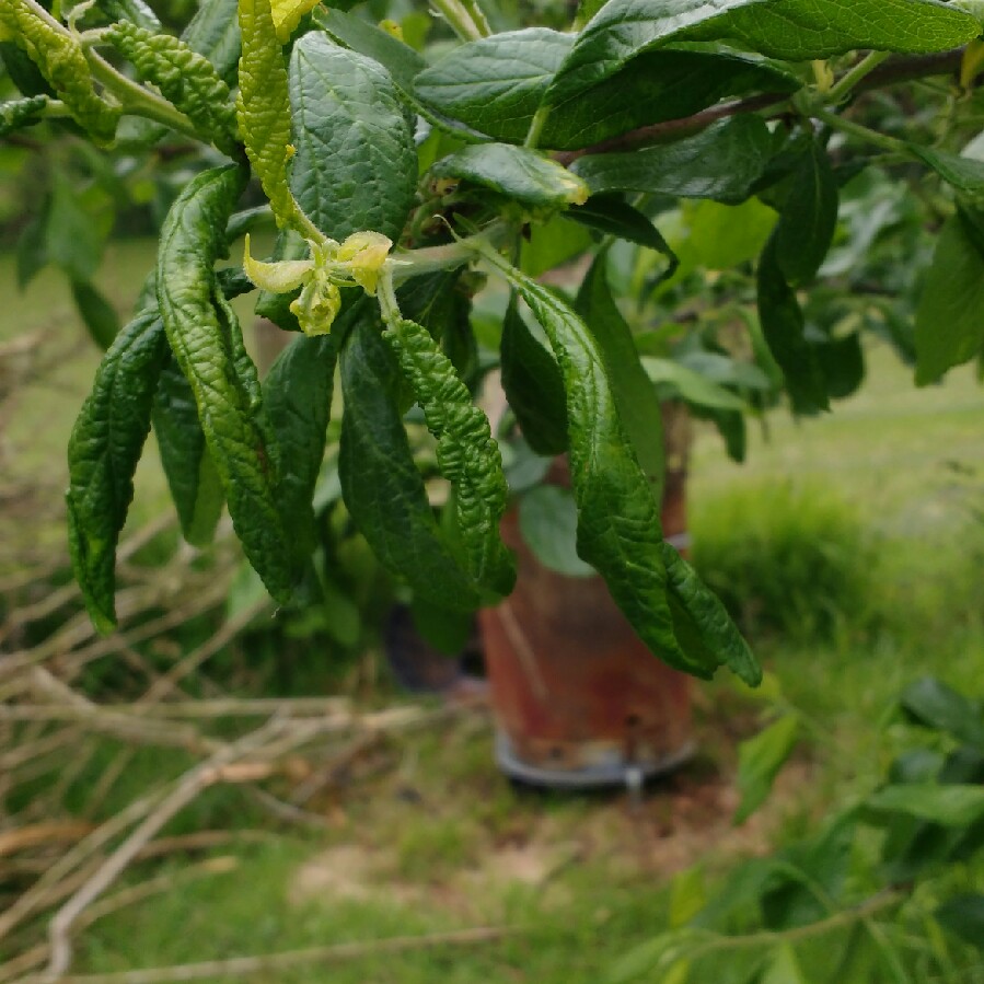 plant image 89284